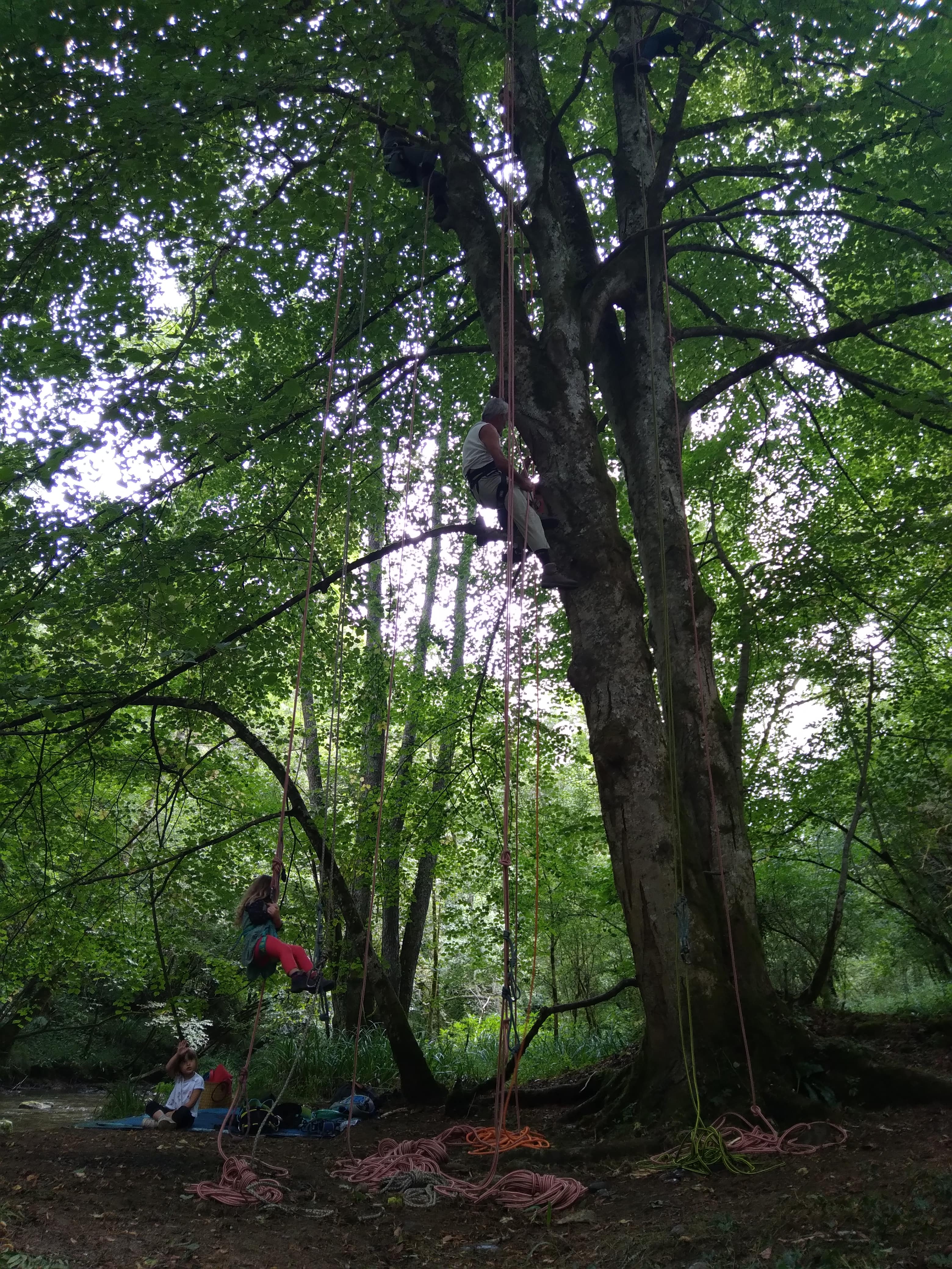 Participant progressant en hauteur suspendu à une corde voyageuse entre les arbres